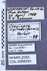 Etiketten zu Sylvanelater cylindriformis (Herbst, 1806) (NHMW-ZOO-COL-0008293)